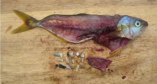 震驚！首次確認(rèn)：人體已被微塑料污染！